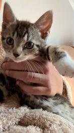 Baby kittens van begin mei.