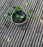 Maagdenpalm., Tuin en Terras, Ophalen, Overige soorten, Volle zon