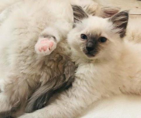 Ragdoll kittens met stamboom nog 1 kitten beschikbaar, Dieren en Toebehoren, Katten en Kittens | Raskatten | Langhaar, Meerdere dieren