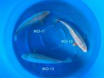 UITVERKOOP Diverse Japanse koi karper | Koikarpers  | Nisai, Karper of Koi