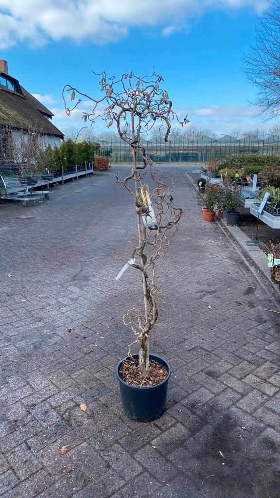 Corylus avellana contorta (krulhazelaar), Tuin en Terras, Planten | Bomen, Overige soorten, Volle zon, Ophalen