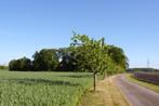 Uniek Boerderijcomplex in Messingen (Duitsland), Ophalen, 5 tot 20 ha, Varkenshouderij