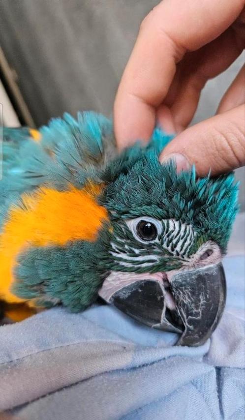 Jonge Blauwkeel ara, Dieren en Toebehoren, Vogels | Parkieten en Papegaaien, Papegaai, Mannelijk, Geringd