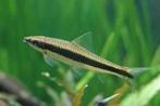 Crossocheilus Siamensis / Siamese Algeneter, Dieren en Toebehoren, Vissen | Aquariumvissen, Vis, Zoetwatervis, Schoolvis