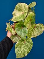 Begonia Rouge Variegata p12 (5), Ophalen of Verzenden, Halfschaduw, Minder dan 100 cm