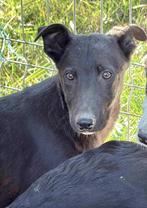 WIE ZEGT JA IK WIL TEGEN PRACHTIG SPEELS REUTJE BOLT, Dieren en Toebehoren, Honden | Niet-rashonden, Particulier, Rabiës (hondsdolheid)