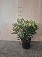 Mooie volle rhododendron's 40/60cm diverse soorten!, Overige soorten, Vaste plant, Ophalen of Verzenden, Halfschaduw