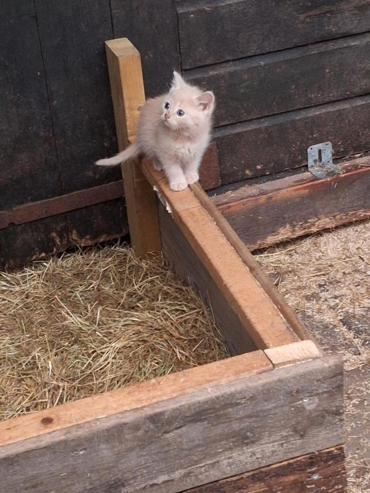mooie kittens aangeboden wegens afzegging nog 1 beschikbaar., Dieren en Toebehoren, Katten en Kittens | Overige Katten, Langharig