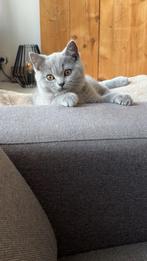 Mooie blauwe Britse Korthaar, Kater, Ontwormd, 0 tot 2 jaar