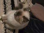 Heilige birmaan, Dieren en Toebehoren, Katten en Kittens | Raskatten | Langhaar, Poes, Gechipt, 0 tot 2 jaar