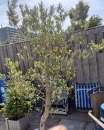 Te koop olijfboom, Ophalen, Volle zon, Olijfboom, 100 tot 250 cm
