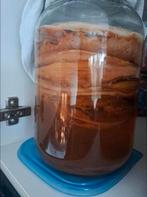 Scoby voor Kombucha, Ophalen