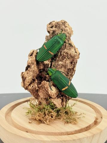 Opgezette Smaragdgroene Juweelkevers - Wildernis Atelier beschikbaar voor biedingen