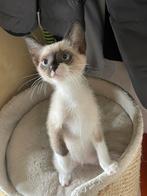 Kittens, 0 tot 2 jaar