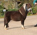 Te koop 7 super knappe shetlander en een New forest ruin, Dieren en Toebehoren, Pony's, Ruin, A pony (tot 1.17m), Recreatiepony