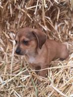 Hele mooie pups! Teckel x Peruaanse Naakthond, Dieren en Toebehoren, 8 tot 15 weken, Dwerg, Meerdere, Meerdere dieren