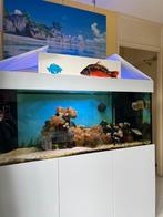 Zoutwater aquarium, Dieren en Toebehoren, Ophalen, Gebruikt, Gevuld zeewateraquarium