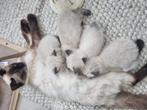 Mooie Ragdoll Kittens te koop, Dieren en Toebehoren, Katten en Kittens | Raskatten | Langhaar, Poes, Ontwormd