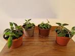 Kalanchoë - bommenwerper - mother of thousands - broedplantj, Huis en Inrichting, Kamerplanten, Ophalen, Overige soorten, Minder dan 100 cm