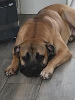Boerboel reu, België, Particulier, Eén hond, 3 tot 5 jaar