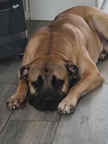 Boerboel reu beschikbaar voor biedingen