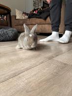 Franse hangoor baby konijnen, Dieren en Toebehoren, Ophalen, Nieuw, Overige typen