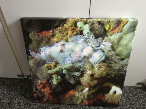 Canvas schilderij Stonefish 50x50 cm, Huis en Inrichting, Woonaccessoires | Schilderijen, Tekeningen en Foto's, Gebruikt, Schilderij