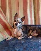 Chihuahua teefjes, Teef, Parvo, Meerdere, Chihuahua