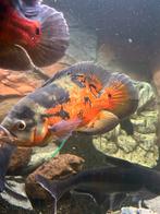 Pauwoogcichlide’s, Dieren en Toebehoren, Vis