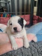 Deze 2 knappe jack russell puppies zoeken gouden mandje, Parvo, Jack Russell Terriër, 8 tot 15 weken, Meerdere