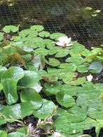 Witte waterlelie, Nymphaea alba, Volle zon, Vaste plant, Ophalen of Verzenden, Zomer
