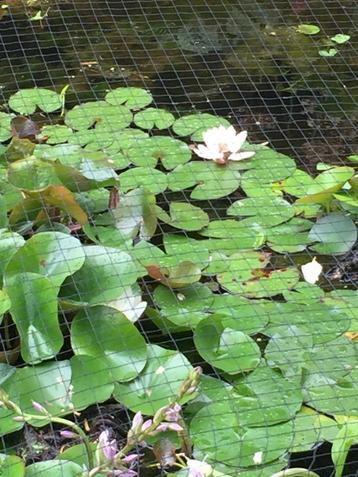 Witte waterlelie, Nymphaea alba beschikbaar voor biedingen