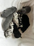 Borador, Dieren en Toebehoren, Honden | Niet-rashonden, België, Particulier, Rabiës (hondsdolheid), 8 tot 15 weken