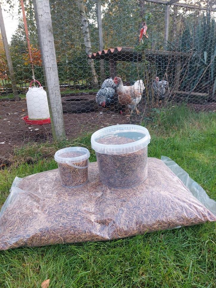 Gedroogde meelwormen, Dieren en Toebehoren, Dierenvoeding, Ophalen of Verzenden