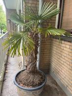 Palmboom, Ophalen of Verzenden, Volle zon, Overige soorten, Minder dan 100 cm