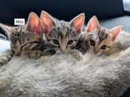 Lieve speelse kittens op zoek naar een warm thuis, Dieren en Toebehoren, Katten en Kittens | Overige Katten, Meerdere dieren, Kortharig