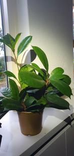 schitterende enorm sterke kamerplant, F. Cyathistipula, Huis en Inrichting, Kamerplanten, Ophalen, Ficus, Halfschaduw, Minder dan 100 cm