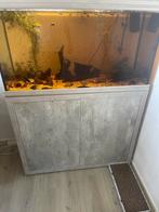 Aquarium met vis bestand te koop, Ophalen of Verzenden, Gevuld zoetwateraquarium