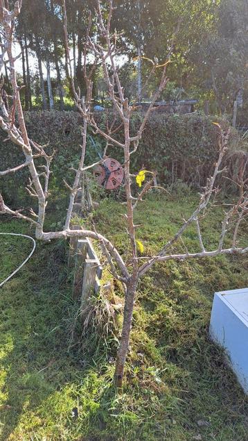 Appel- en Perenbomen, gesnoeid! beschikbaar voor biedingen