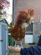 Mooie en lieve Nederlandse baardkuifhoen hanen, Dieren en Toebehoren, Pluimvee, Mannelijk, Kip