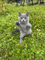 Brits Korthaar Blauw 🌸, Dieren en Toebehoren, Katten en Kittens | Raskatten | Korthaar, Meerdere dieren, Gechipt, 0 tot 2 jaar