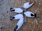 5 mooie Helmduiven, Meerdere dieren