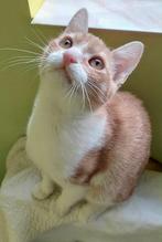 KLEIN STOER GRAPPIG MANNETJE SIMBA ZOEKT ZIJN FAMILIE, Dieren en Toebehoren, Katten en Kittens | Overige Katten, Kater, Kortharig