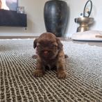 Bruine Boomer / Toypoedel pup (reu ), Reu, 8 tot 15 weken, Eén hond, Klein