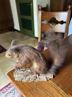 Taxidermie eekhoorn, Verzamelen, Dierenverzamelingen, Ophalen, Wild dier, Opgezet dier