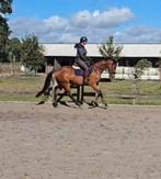 Gave 6-jarige (sport)merrie, Dieren en Toebehoren, Paarden, Merrie, Springpaard, B, Gechipt