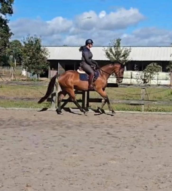 Gave 6-jarige (sport)merrie, Dieren en Toebehoren, Paarden, Merrie, B, 165 tot 170 cm, 3 tot 6 jaar, Springpaard, Met stamboom