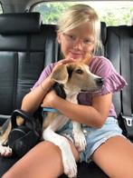 Honden Oppas, Diensten en Vakmensen, Dieren | Honden | Verzorging, Oppas en Les, Particuliere oppas