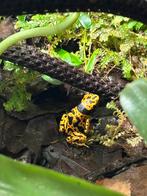 Dendrobates leucomelas 0.0.5, Amfibie, 0 tot 2 jaar