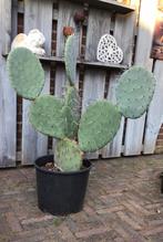 Mooie cactus 95cm hoog, Tuin en Terras, Planten | Tuinplanten, Ophalen, Zomer, Overige soorten, Volle zon